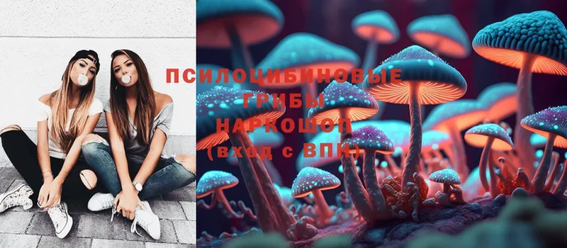 Псилоцибиновые грибы Psilocybine cubensis  Железноводск 